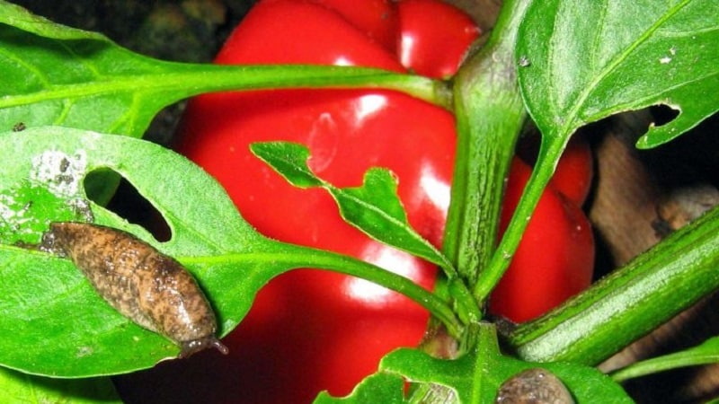 How to deal with slugs on peppers in a greenhouse: the most effective methods of protecting crops from the pest