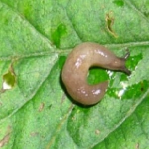 How to deal with slugs on peppers in a greenhouse: the most effective methods of protecting crops from the pest