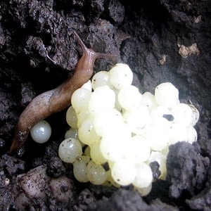 How to deal with slugs on peppers in a greenhouse: the most effective methods of protecting crops from the pest