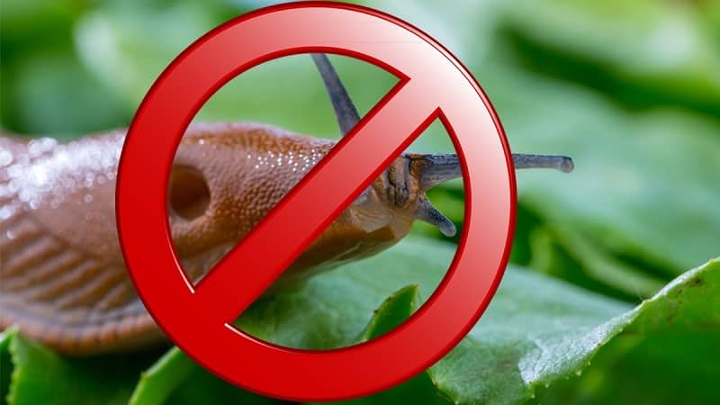 How to deal with slugs on peppers in a greenhouse: the most effective methods of protecting crops from the pest