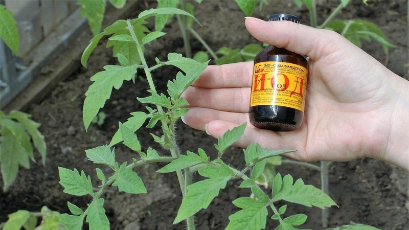 How and why to spray tomatoes with milk with iodine and boric acid: recipe and advice from experienced summer residents