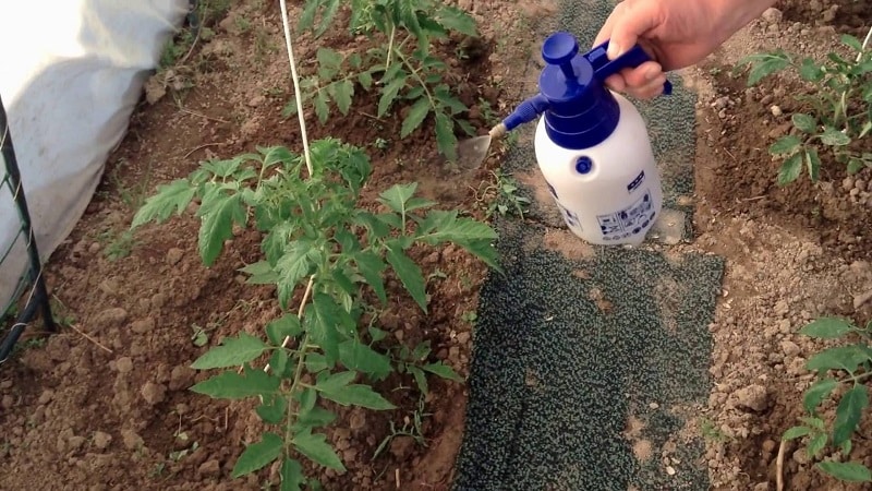 How and why to spray tomatoes with milk with iodine and boric acid: recipe and advice from experienced summer residents