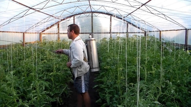 How and why to spray tomatoes with milk with iodine and boric acid: recipe and advice from experienced summer residents