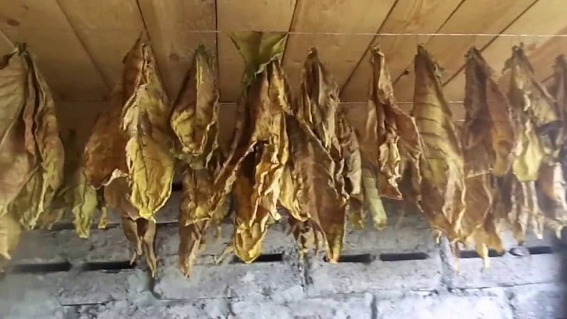 How to grind tobacco at home: step-by-step instructions and useful tips