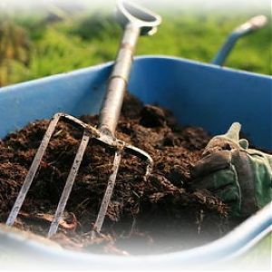 How to prepare soil for tomatoes in a greenhouse for maximum fruiting