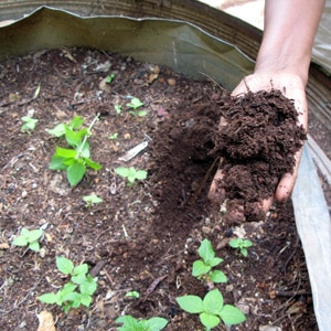 How to prepare soil for tomatoes in a greenhouse for maximum fruiting