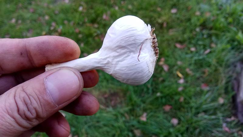 How to properly plant garlic before winter?