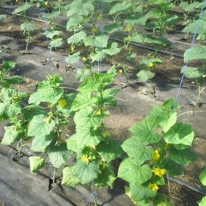 How to properly grow an Artist cucumber: care rules for getting a bountiful harvest