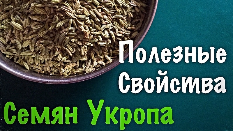 How to properly brew and take dill seeds for coughs for children and adults