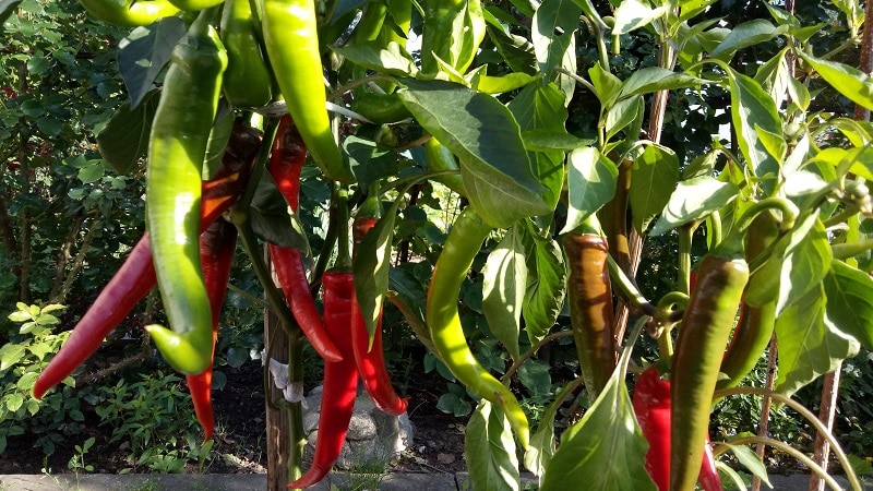 How to prepare pickled tsitsak peppers for the winter: simple recipes and recommendations for preparations and their storage
