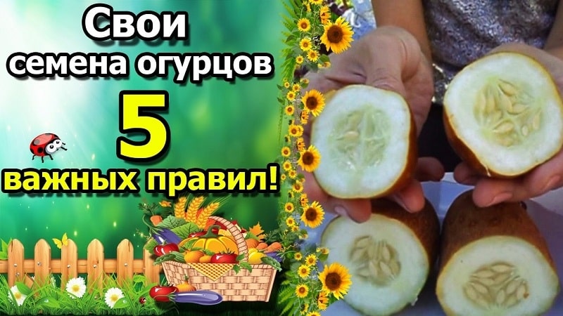 How to grow a cucumber for seeds and correctly collect the seed: step-by-step instructions