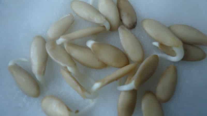 How to grow a cucumber for seeds and correctly collect the seed: step-by-step instructions