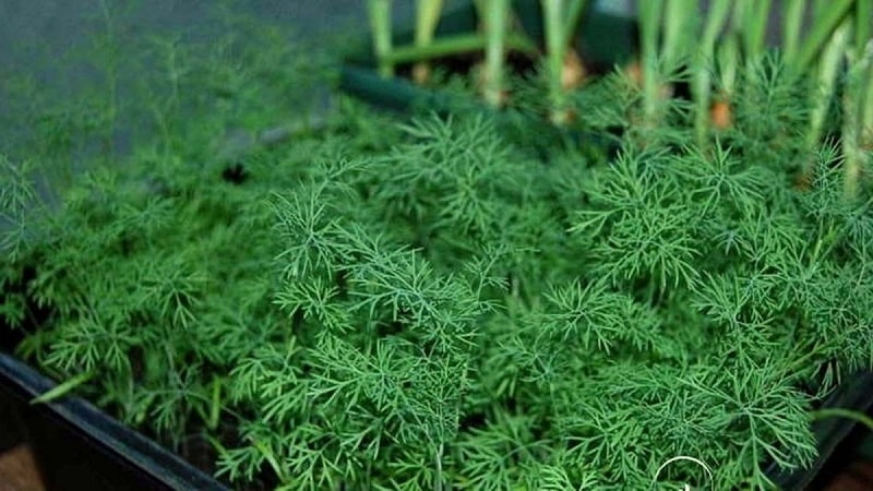 How to grow dill on a windowsill in an apartment: necessary equipment and step-by-step guide