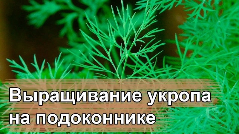 How to grow dill on a windowsill in an apartment: necessary equipment and step-by-step guide