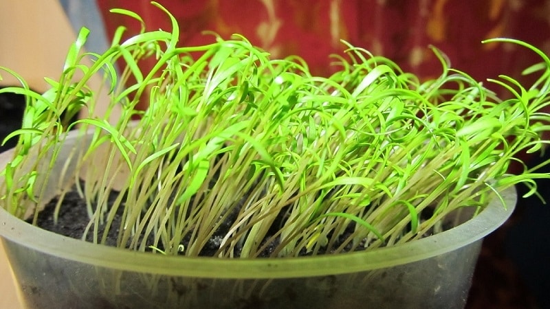 How to grow dill on a windowsill in an apartment: necessary equipment and step-by-step guide