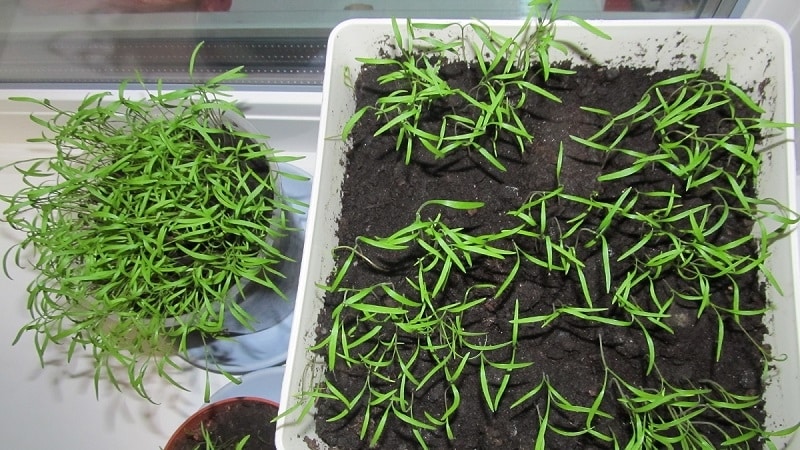 How to grow dill on a windowsill in an apartment: necessary equipment and step-by-step guide
