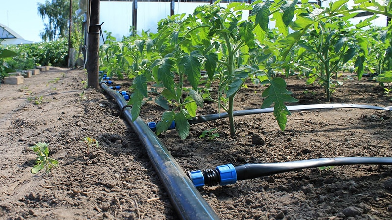 How and how often to water tomatoes in a greenhouse: advice from experienced farmers to get a bountiful harvest