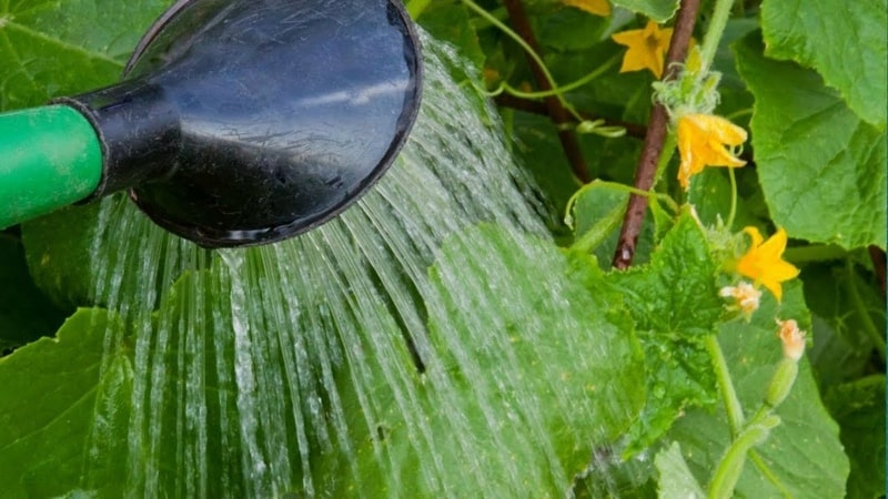How and how often to water tomatoes in a greenhouse: advice from experienced farmers to get a bountiful harvest