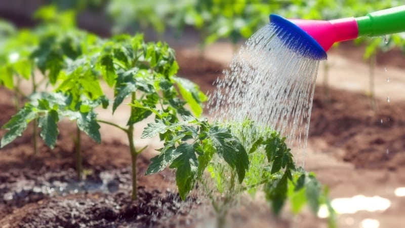 How and how often to water tomatoes in a greenhouse: advice from experienced farmers to get a bountiful harvest