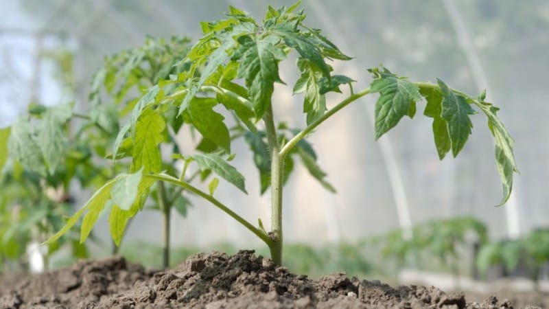 How and how often to water tomatoes in a greenhouse: advice from experienced farmers to get a bountiful harvest