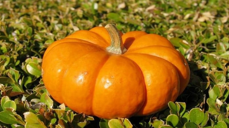 The best varieties of pumpkin for open ground with photos and descriptions