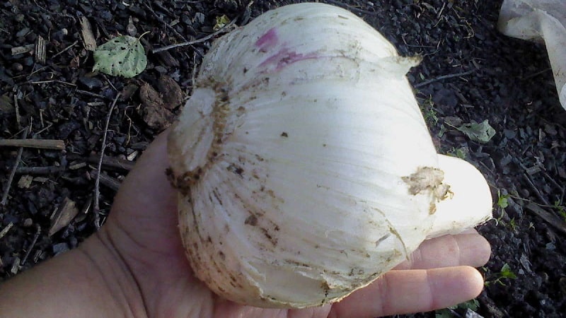 Onion garlic or hair onion - what is Rocambole garlic and how to grow it correctly and use it wisely