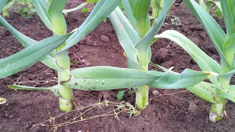 Onion garlic or hair onion - what is Rocambole garlic and how to grow it correctly and use it wisely