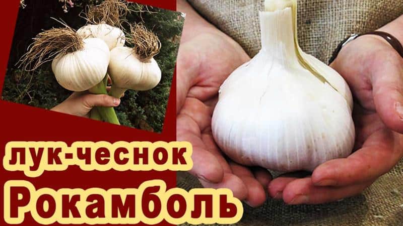 Onion garlic or hair onion - what is Rocambole garlic and how to grow it correctly and use it wisely