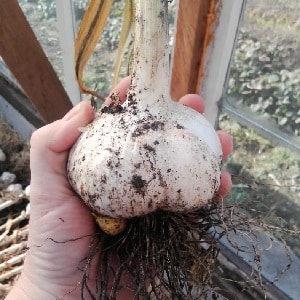 Onion garlic or hair onion - what is Rocambole garlic and how to grow it correctly and use it wisely