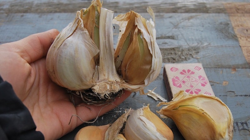 Onion garlic or hair onion - what is Rocambole garlic and how to grow it correctly and use it wisely
