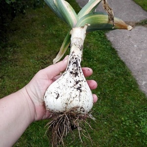 Onion garlic or hair onion - what is Rocambole garlic and how to grow it correctly and use it wisely