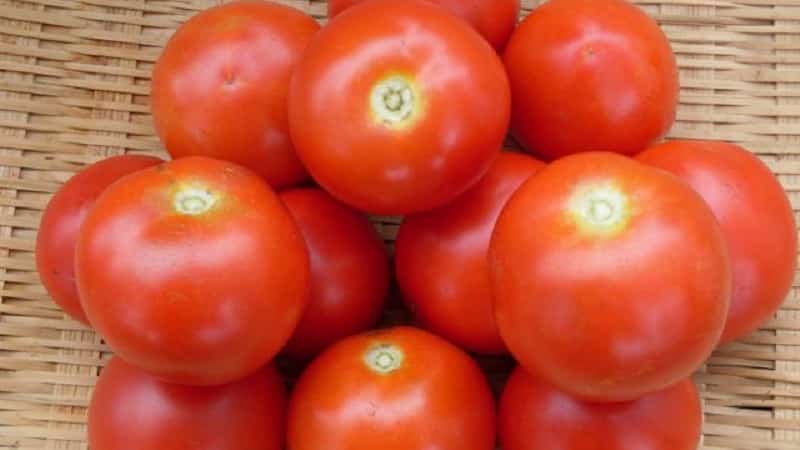 Miniature bushes with neat tomatoes, bearing fruit until frost - Torch tomatoes