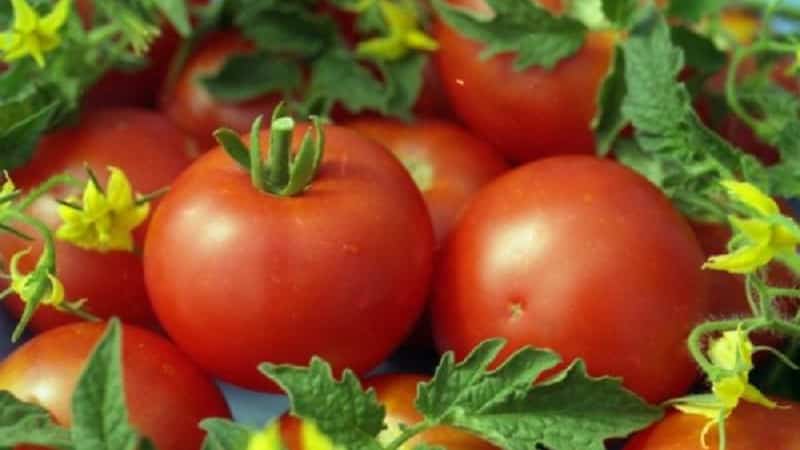 Miniature bushes with neat tomatoes, bearing fruit until frost - Torch tomatoes