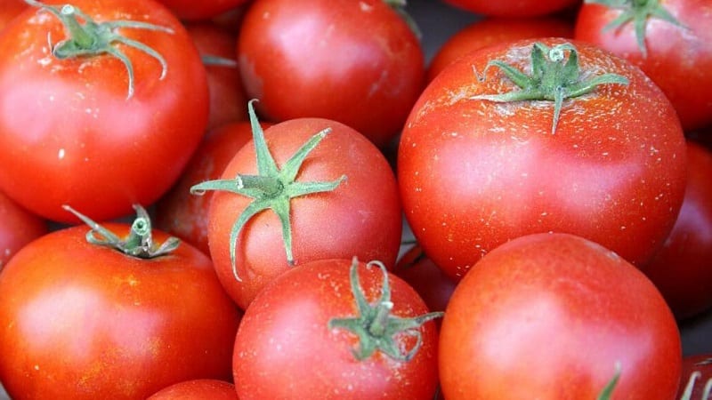 Miniature bushes with neat tomatoes, bearing fruit until frost - Torch tomatoes