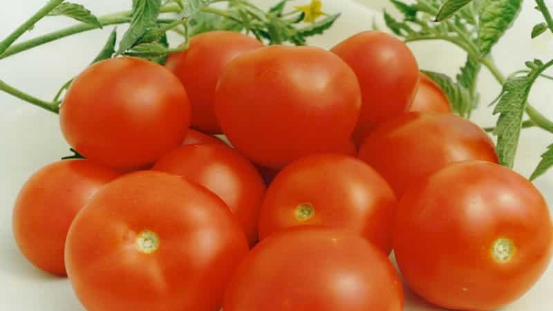 Miniature bushes with neat tomatoes, bearing fruit until frost - Torch tomatoes