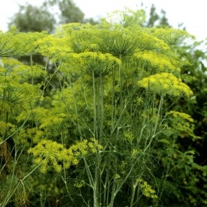 Is it possible to eat dill for gastritis and how to use it in traditional medicine recipes