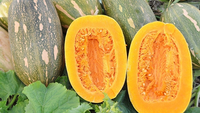 Butternut squash Miracle Yudo: a unique variety for long-term storage and preparation of delicious dishes