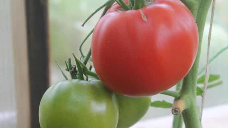 An unpretentious and unpretentious variety that requires minimal care - the Tolstushka tomato: we grow it without hassle