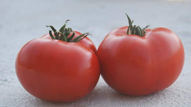 Unpretentious, universal to use, early ripening tomato Druzhok f1: reviews and growing secrets
