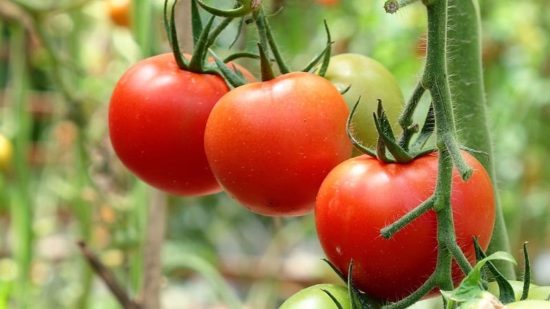 Unpretentious, universal to use, early ripening tomato Druzhok f1: reviews and growing secrets