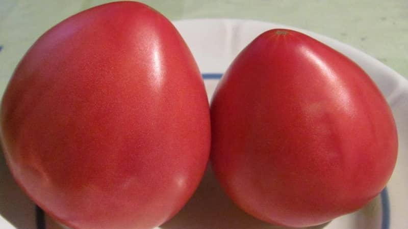 One of the most beloved tomatoes among gardeners is the Heavyweight of Siberia: a persistent, early-ripening and high-yielding variety