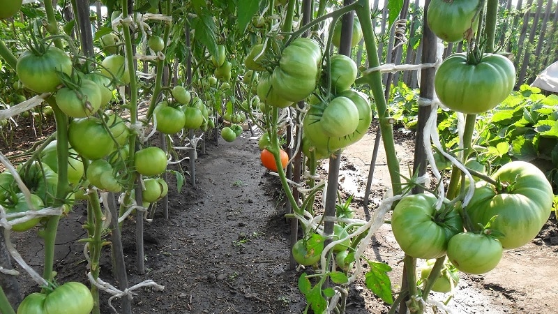 One of the most beloved tomatoes among gardeners is the Heavyweight of Siberia: a persistent, early-ripening and high-yielding variety