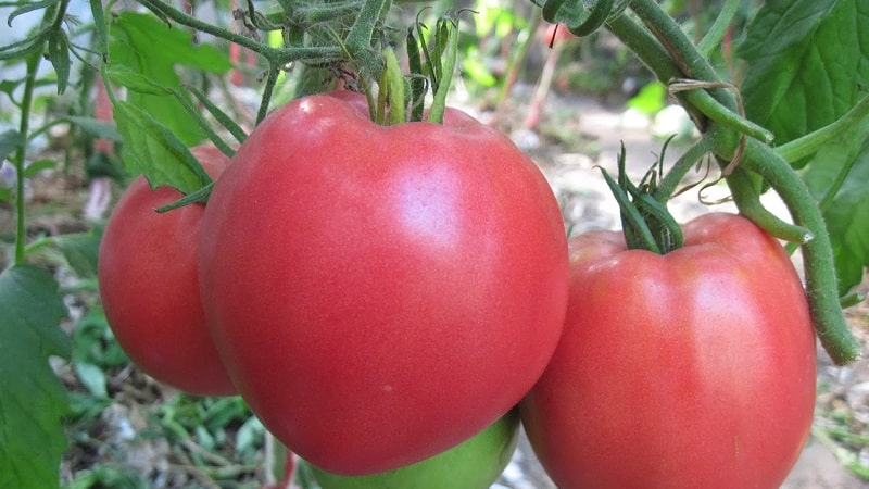One of the most beloved tomatoes among gardeners is the Heavyweight of Siberia: a persistent, early-ripening and high-yielding variety