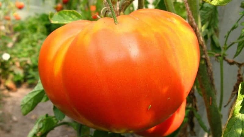One of the most beloved tomatoes among gardeners is the Heavyweight of Siberia: a persistent, early-ripening and high-yielding variety