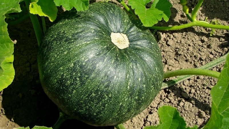 Features of growing large-fruited pumpkin varieties