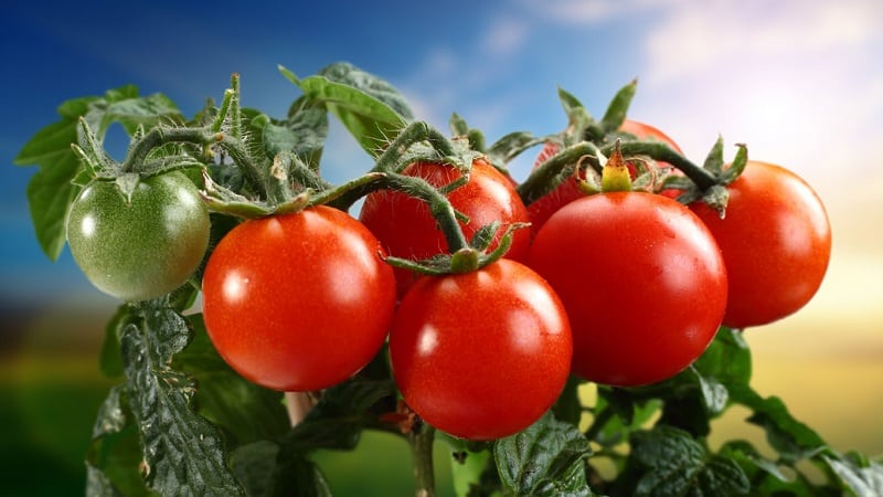 We adopt the experience of experienced summer residents - how to treat tomatoes with aspirin and how this will help produce abundant yields