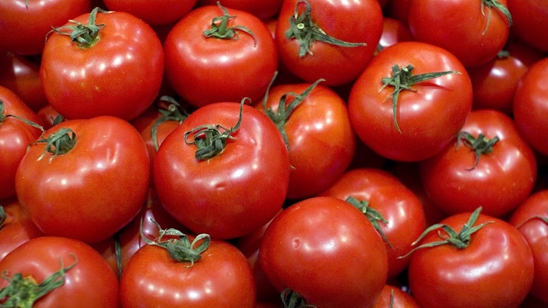 Why every gardener should grow a Bobcat tomato at least once - the best of the low-growing ones