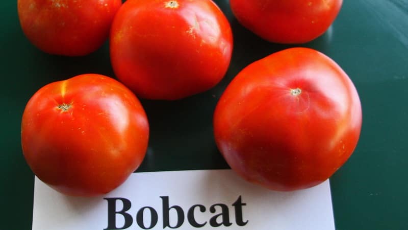 Why every gardener should grow a Bobcat tomato at least once - the best of the low-growing ones