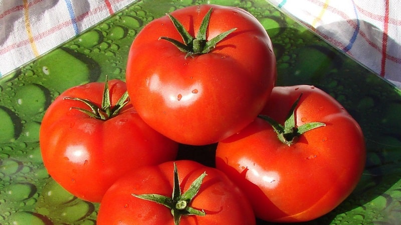 Why every gardener should grow a Bobcat tomato at least once - the best of the low-growing ones
