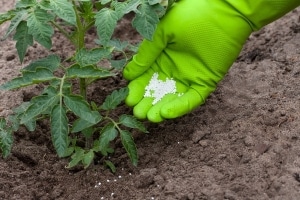 Sweet, fleshy and easy-to-care tomato Sensei - description of agricultural technology and advice from experienced summer residents